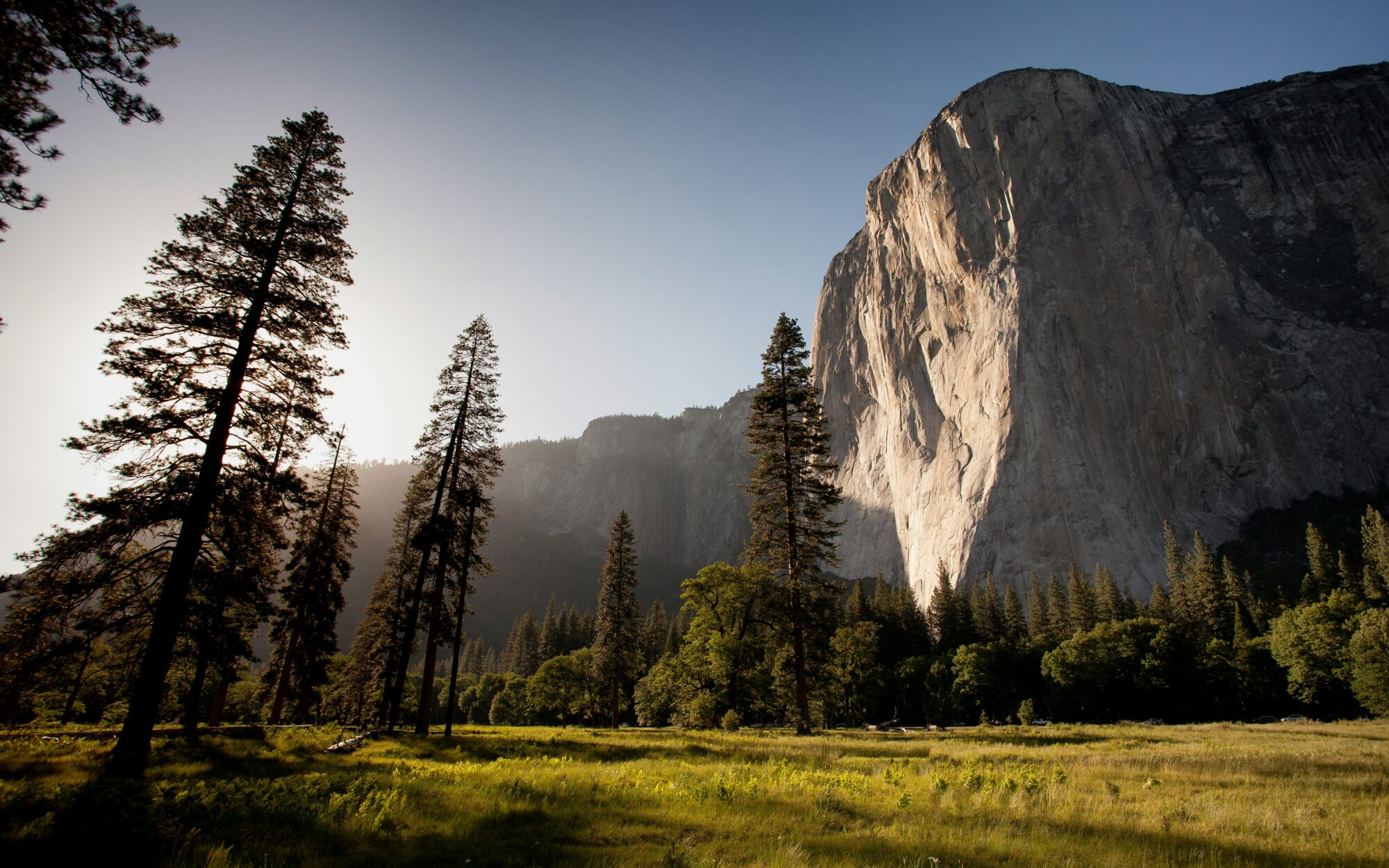 Tall trees in a sunlit meadow with a towering cliff in the background.
