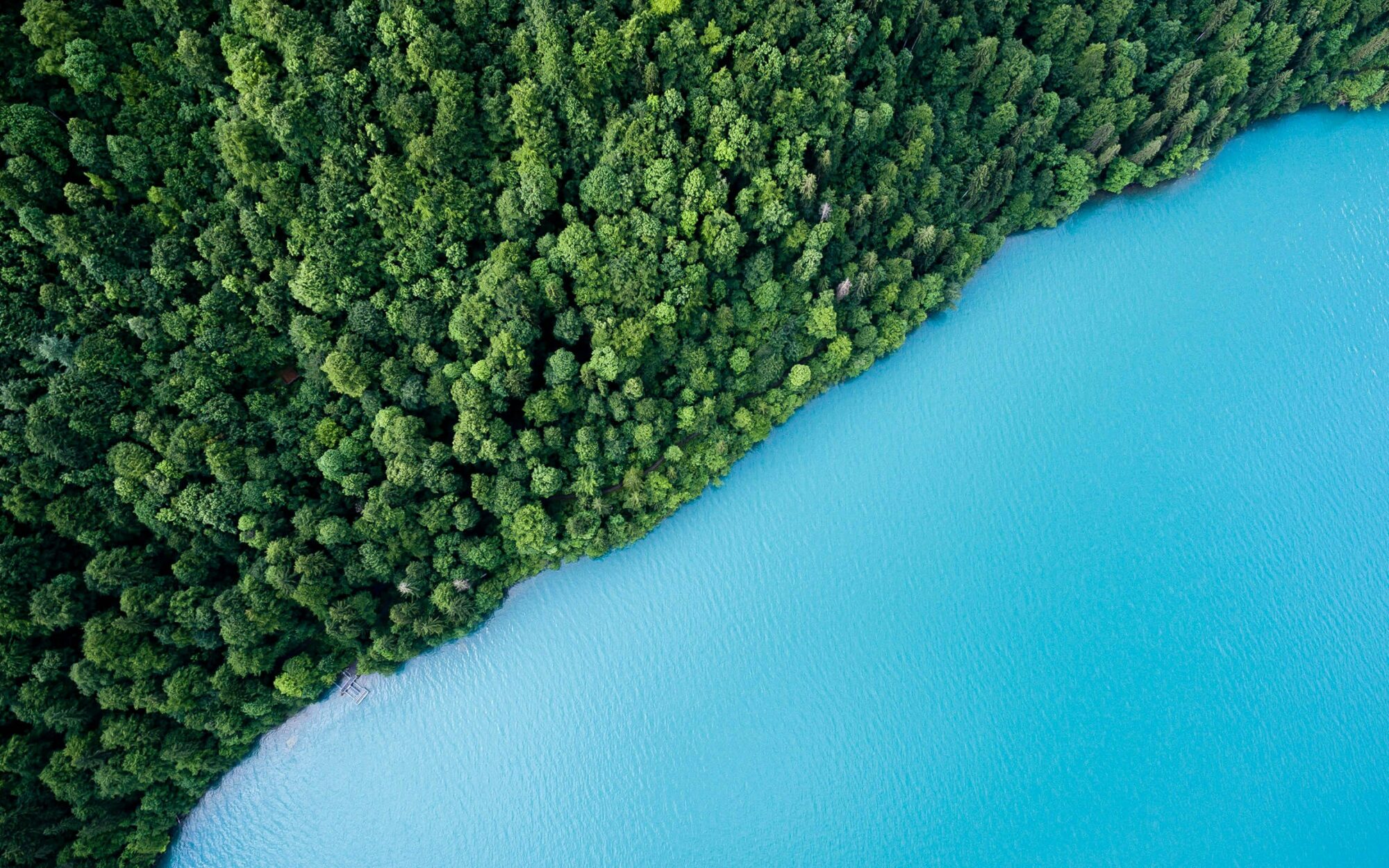 Aerial view of lush green forest by a lake