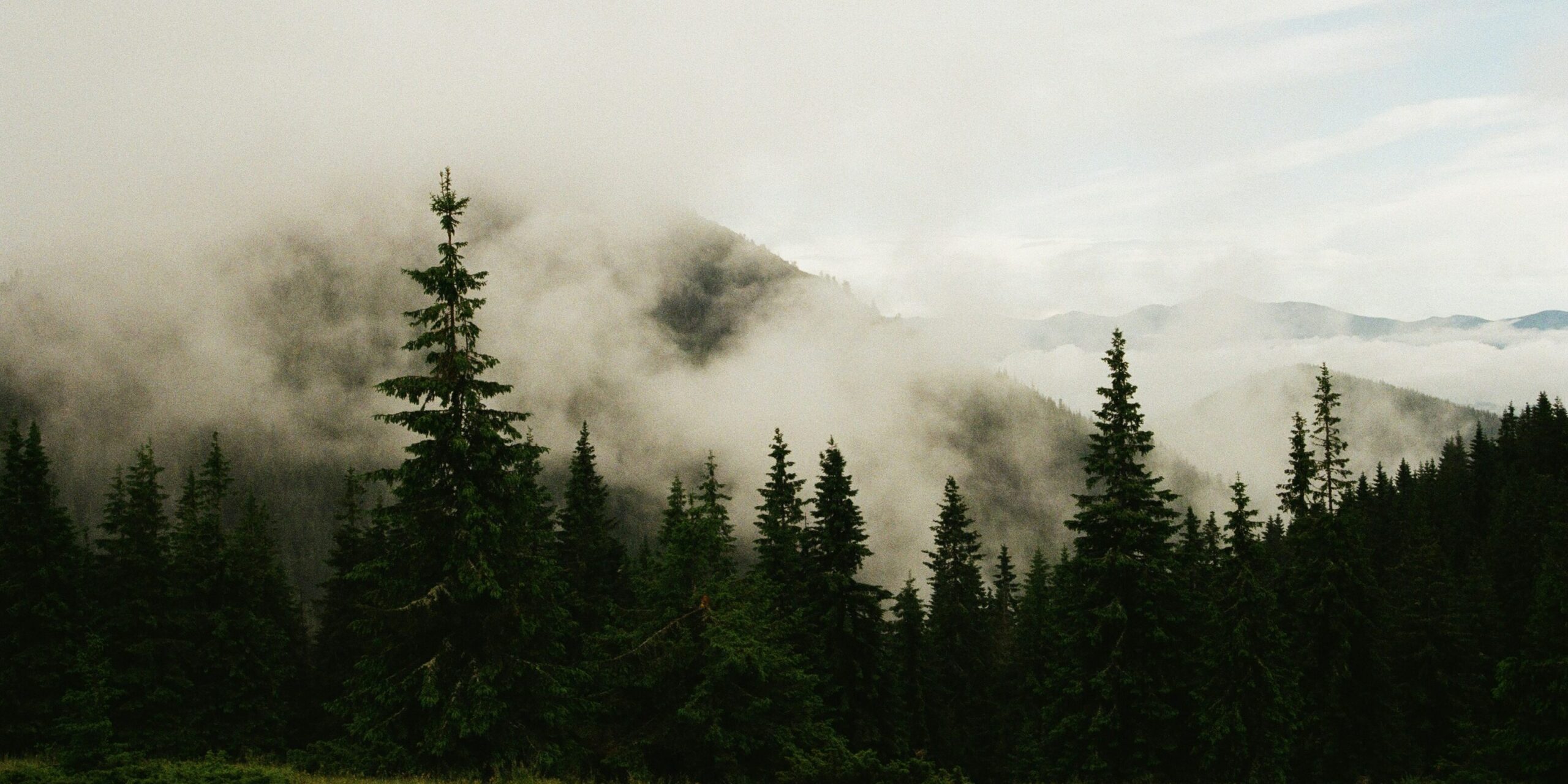 Foggy forest with tall evergreen trees, mountains barely visible through mist.