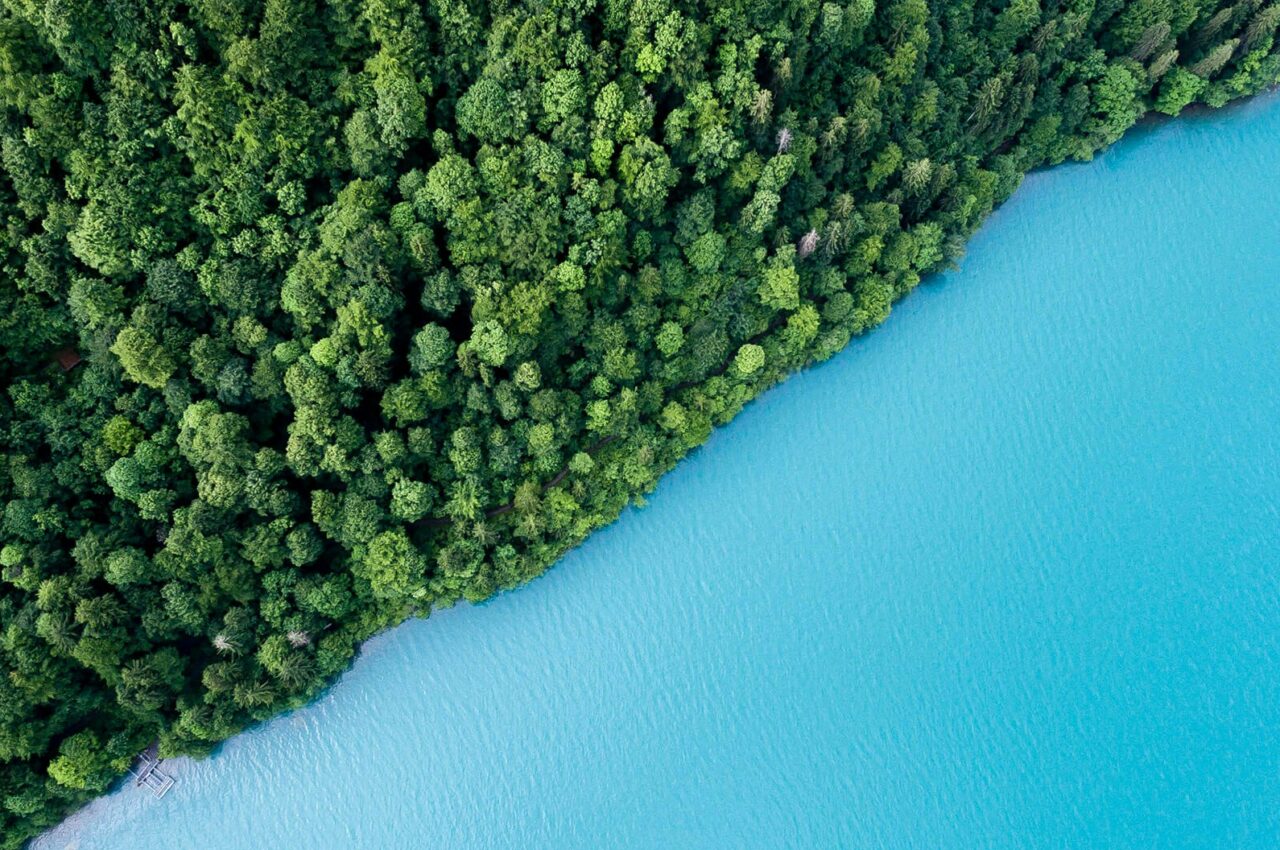Aerial view of dense green forest bordering vivid blue water